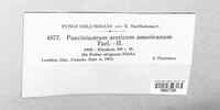Pucciniastrum americanum image